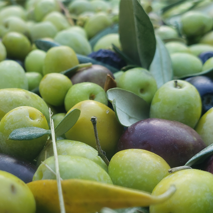 Recoltes des olives de jaumore - Huile d'olive de Provence.jpg