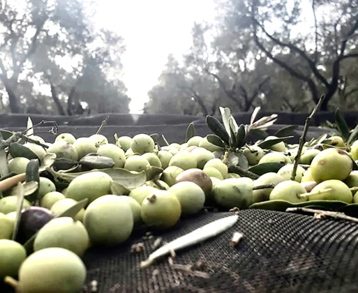 huile d'olive Bio - le bio d'olivier 13510 EGUILLES