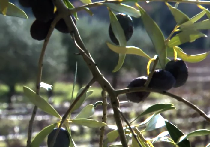 olives noires bio de Nyons - le bio d'olivier 13510 Eguilles