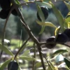 olives noires bio de Nyons - le bio d'olivier 13510 Eguilles